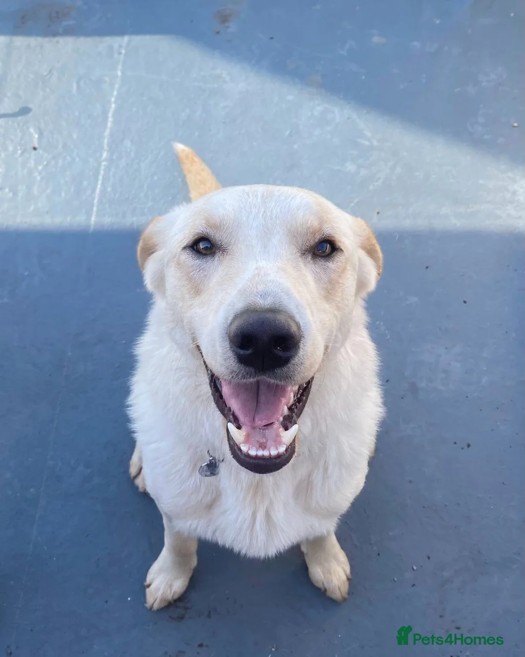 Borador dogs for sale: Bernie - Lab X Collie  - Advert 2