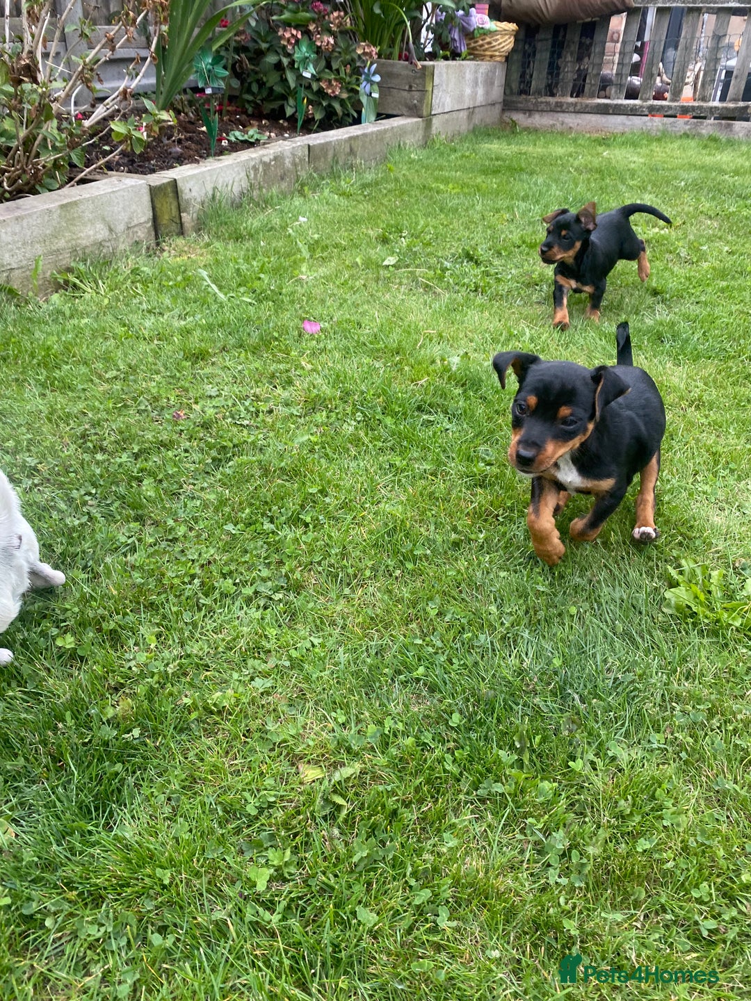 Jack Russell dogs for sale: Jack Russell terrier puppies - Image 7