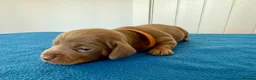 Miniature Dachshund dogs for sale: Miniature Dachshund  - Advert 5
