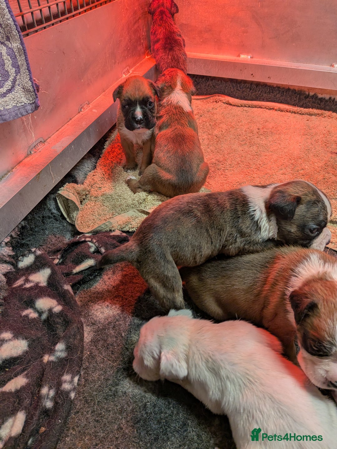 Boxer dogs for sale: KC registered tailed and bobtailed boxer puppies  - Advert 5