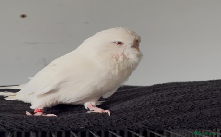 Budgerigars birds - Advert 1