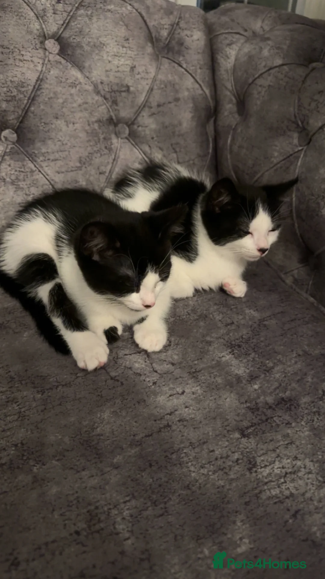 British Shorthair cats for sale: 2 lovely black and white shorthairs - Advert 33