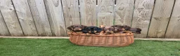Miniature Dachshund dogs for sale: Adorable Miniature Dachshund Puppies for Sale - Advert 6