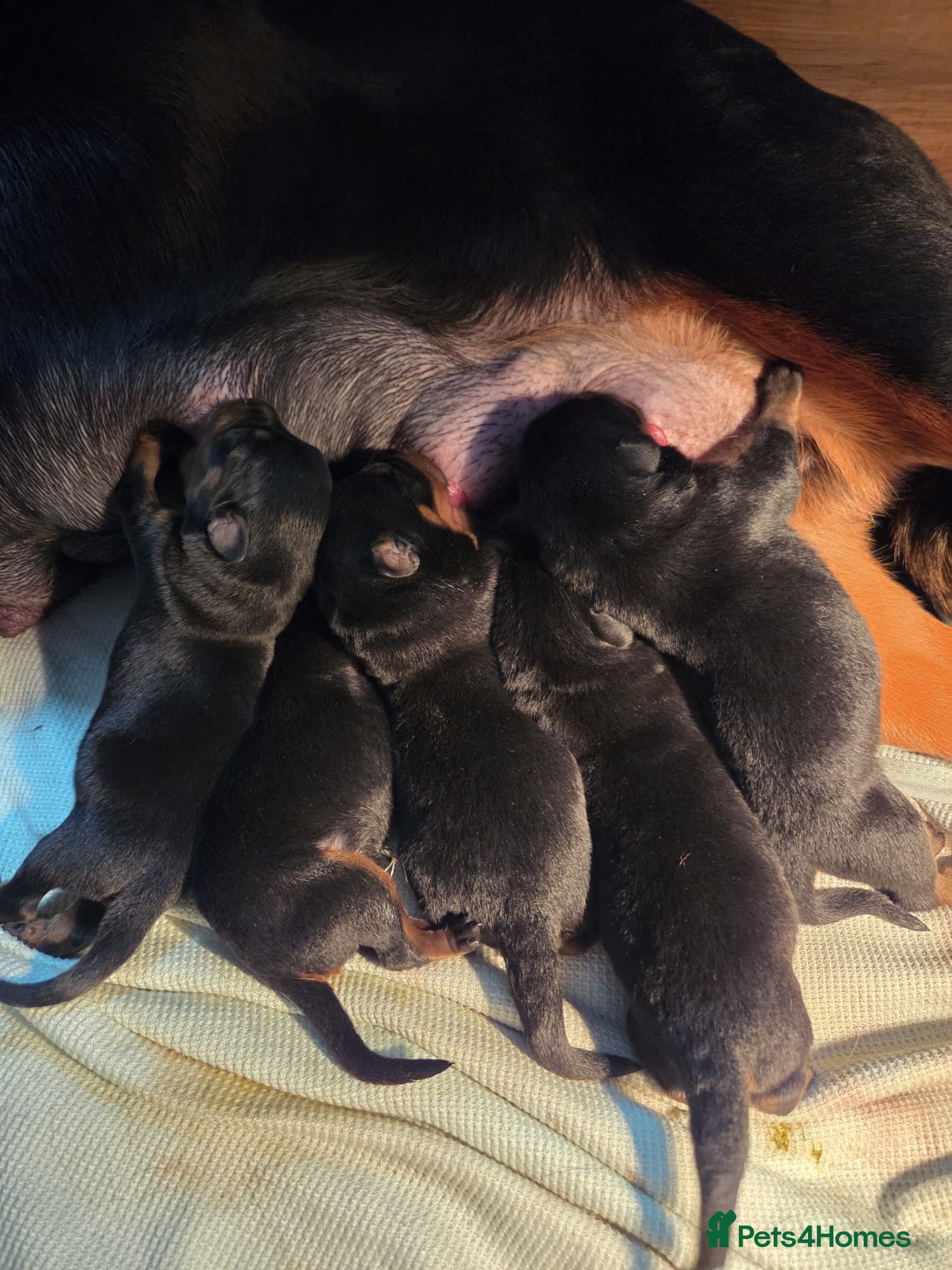 Rottweiler dogs Beautiful  rottweiler puppies  - Advert 1