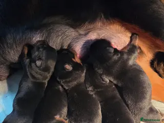 Rottweiler dogs Beautiful rottweiler puppies - Advert 1