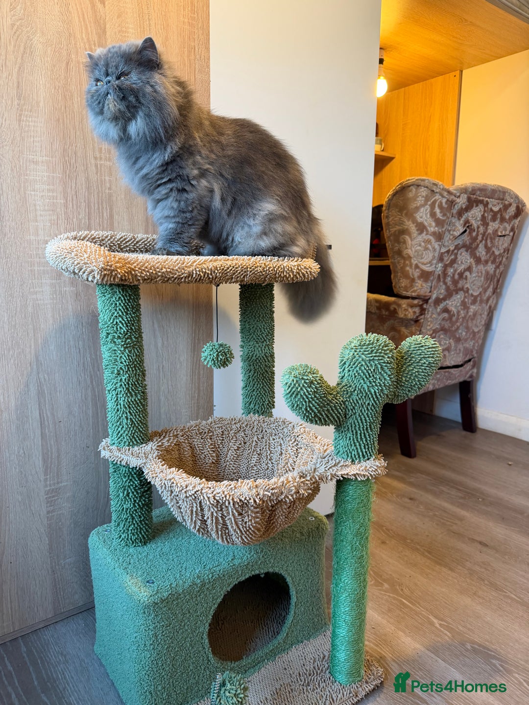 Persian cats for sale:  Persian Queen-Active. American Bloodlines, GCCF. - Advert 2