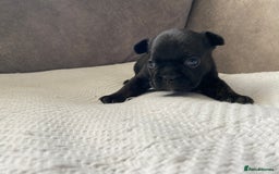 French Bulldog dogs for sale: French bulldogs puppy’s for sale - Advert 18