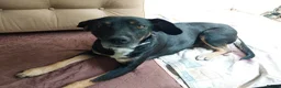 Mixed Breed dogs for adoption: Masha nine years old Macedonian Rescue - Advert 7
