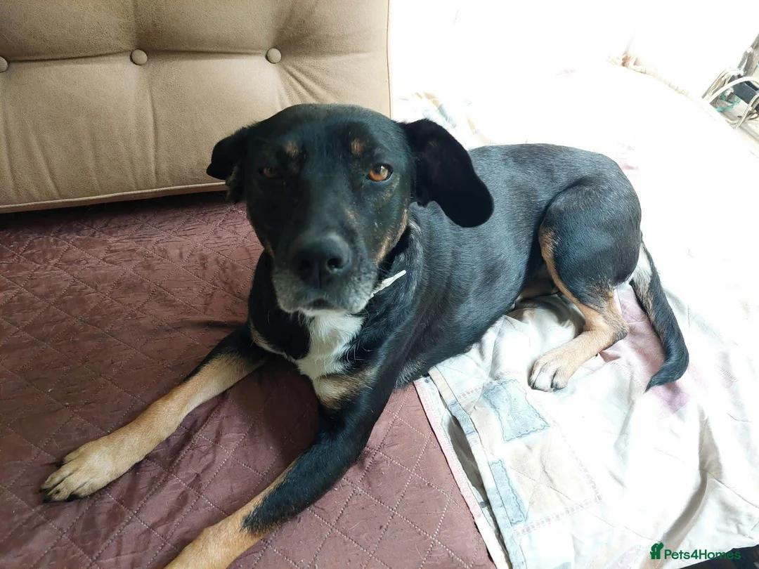 Mixed Breed dogs for adoption: Masha nine years old Macedonian Rescue - Advert 7
