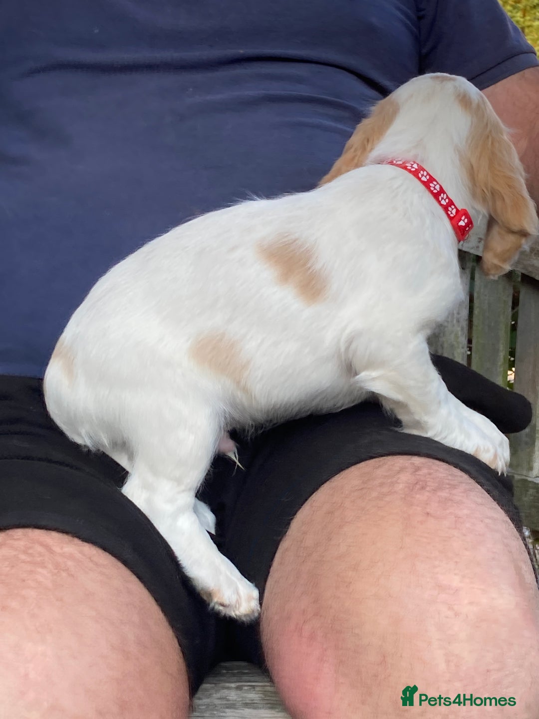 Cocker Spaniel dogs for sale: Cocker Spaniels, working type, KC reg, DNA clear - Image 23