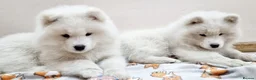 Samoyed dogs for sale: Samoyed puppy KC in Brandon - Advert 9