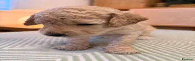 Blue Collar Goldendoodle