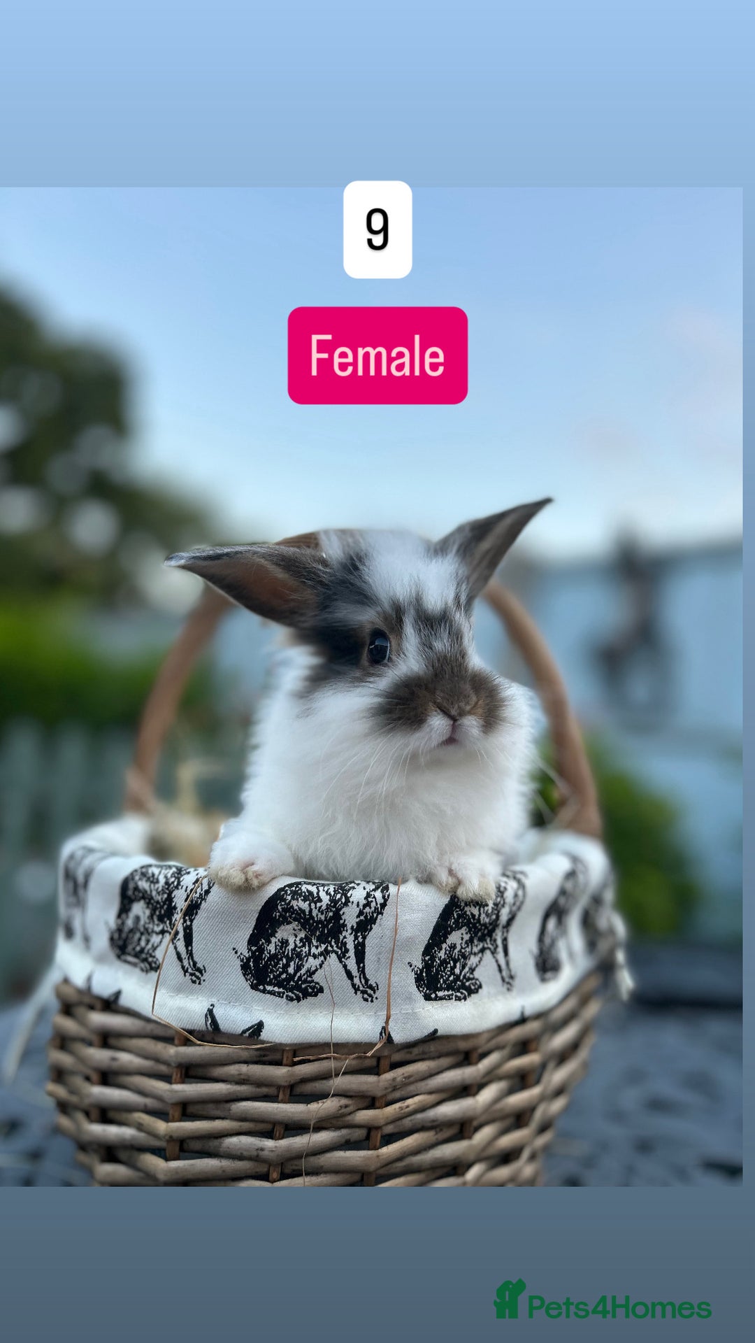 Mini Lop rabbits for sale: Baby Rabbits (ready to reserve) - Image 9