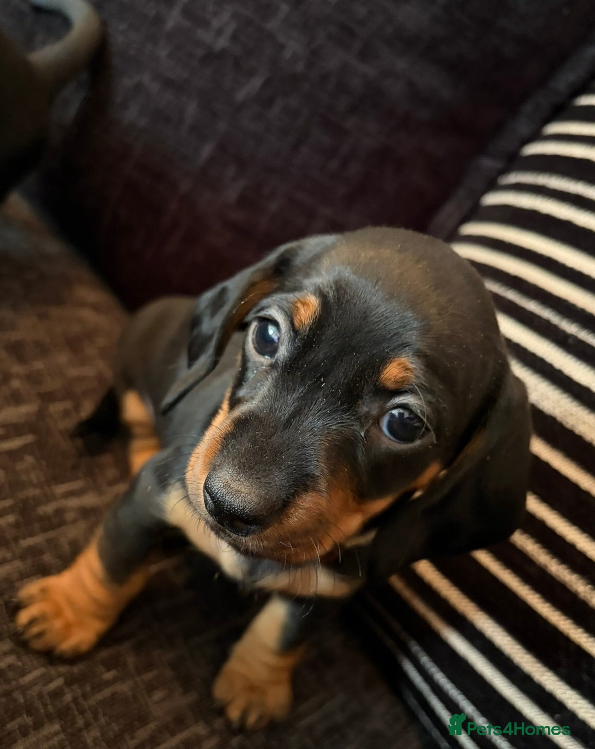 Dachshund dogs Dachshund puppies ready to go - Advert 4