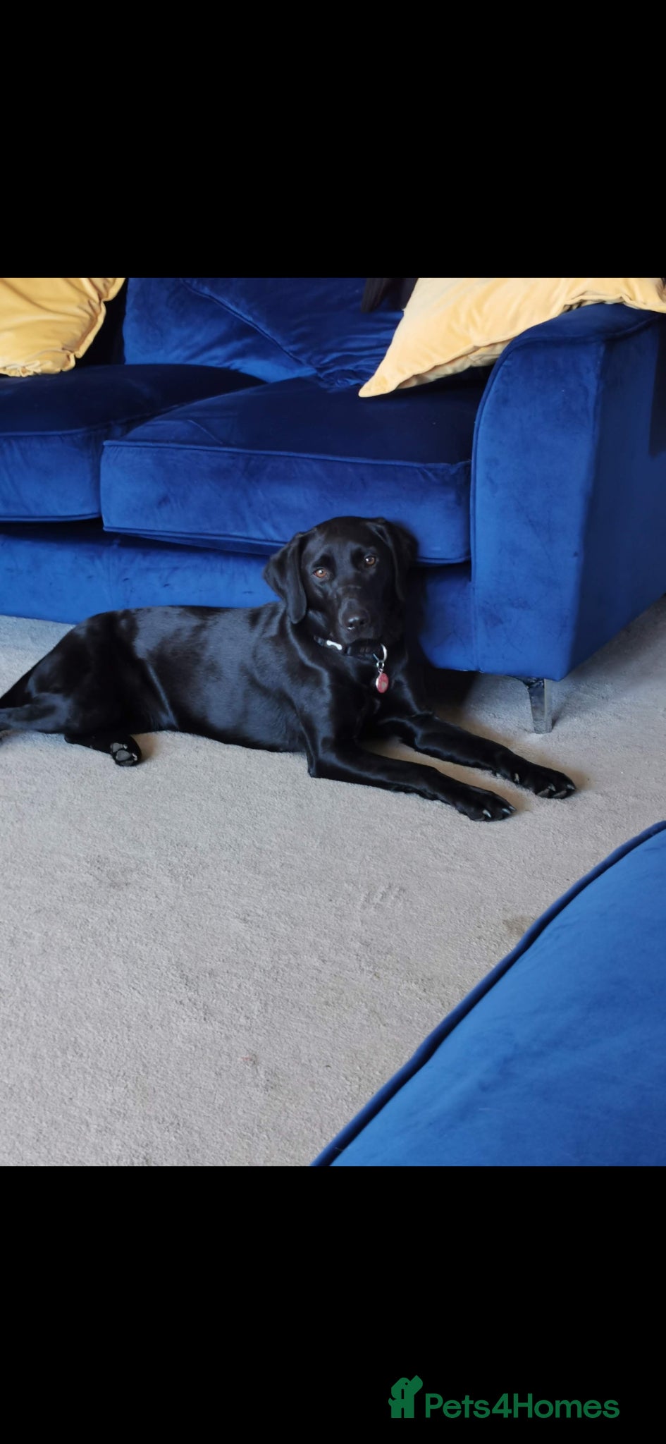 Labrador Retriever dogs Our last Boy  - Advert 2