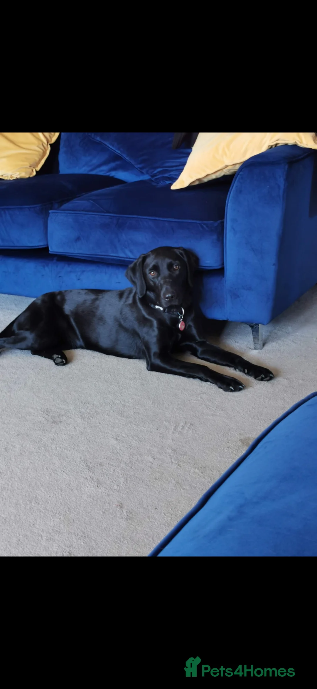 Labrador Retriever dogs for sale: Our last Boy  - Advert 2