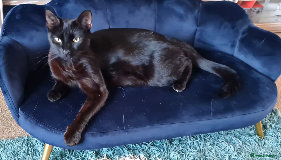 Ragdoll cats for sale: ☯️ Beautiful Yin/Yang pair of ragdoll crosses ☯️ - Advert 12