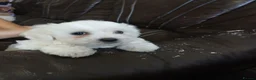 Bichon Frise dogs for sale: Adorable Bichon Puppies Looking for Homes! 🐾 in Stourbridge - Advert 11