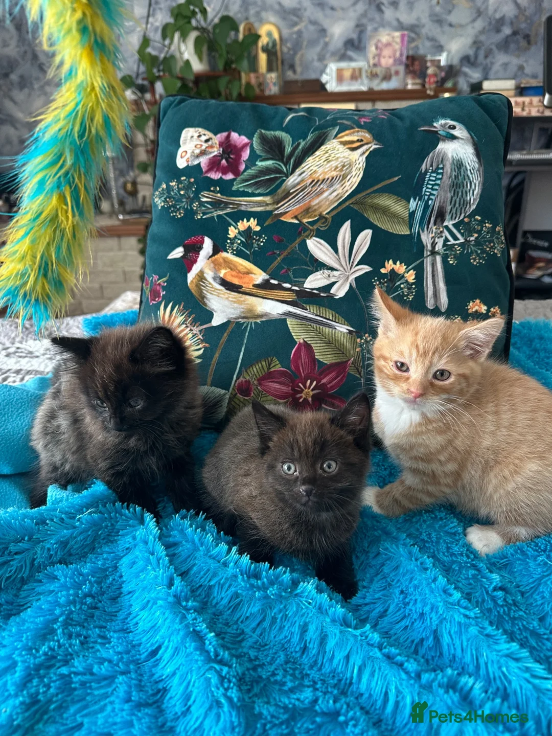 Mixed Breed cats for sale: 🐾 Beautiful Kittens Looking for new home 🏡  - Advert 2