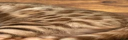 Bengal cats for sale: Gorgeous full pedigree reg bengal female kittens  - Advert 10