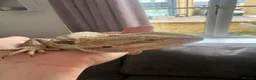 Bearded Dragon reptiles for sale: Bearded dragon and full set up  - Advert 7