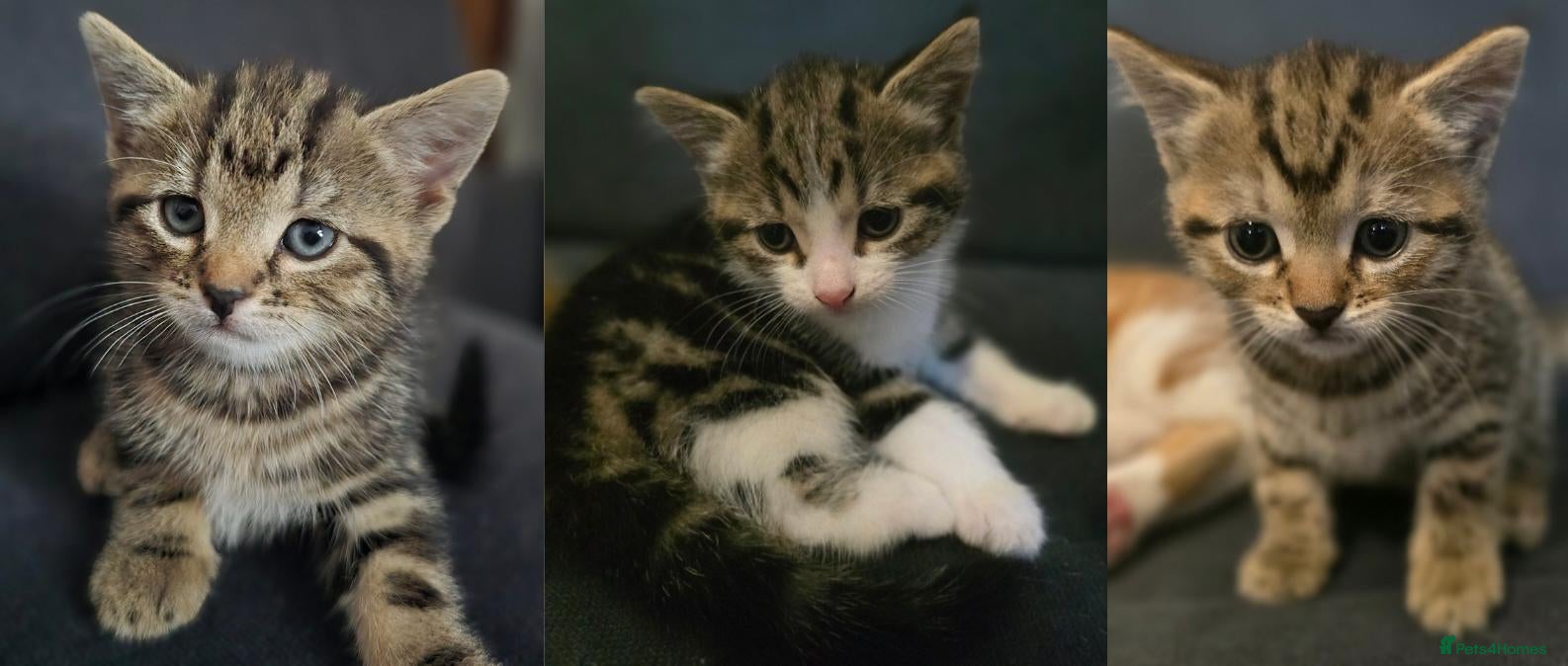 Mixed Breed cats Three Kittens For Sale - Advert 8