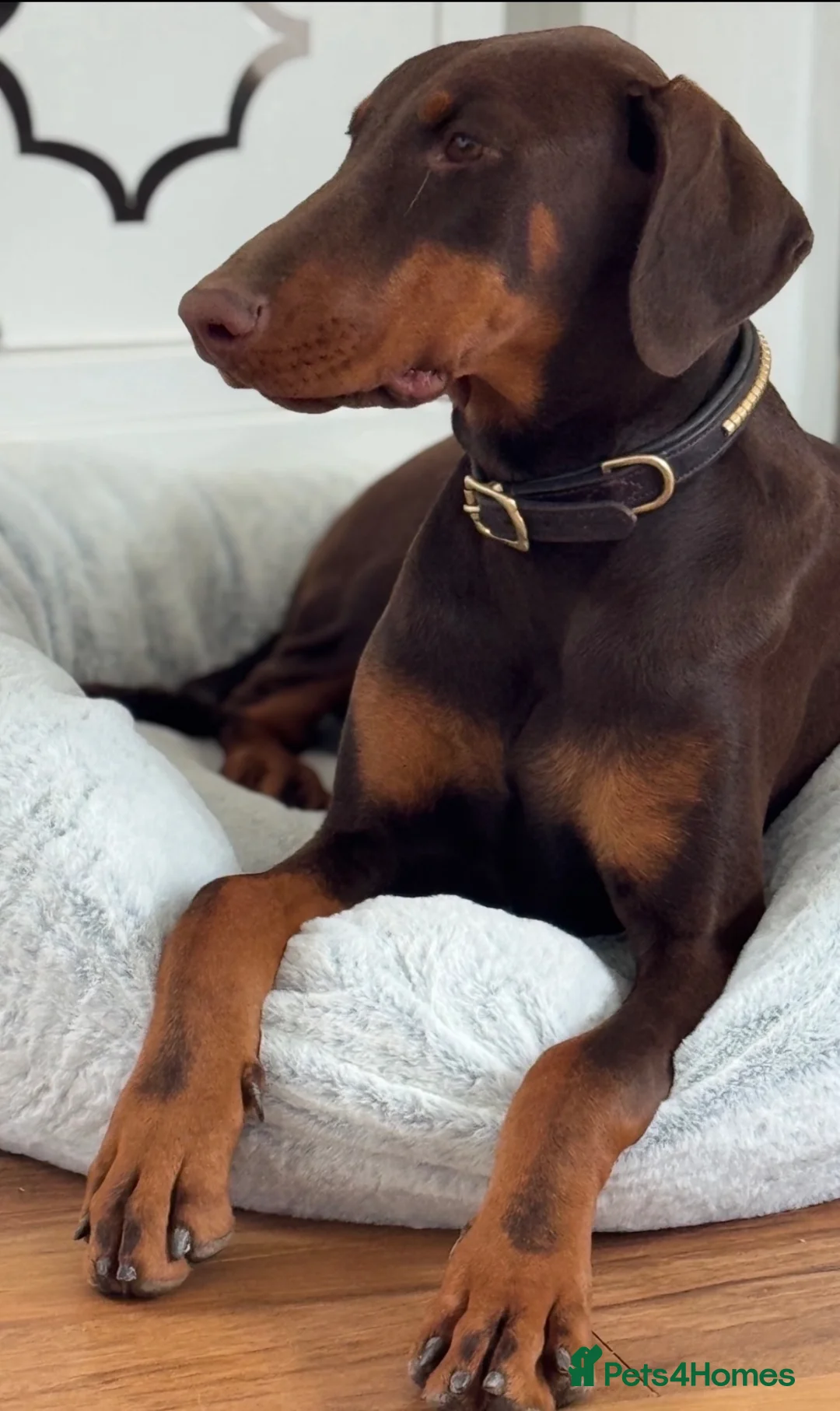 Dobermann dogs for sale: Chocolate tan Bitch 15months old - Advert 2