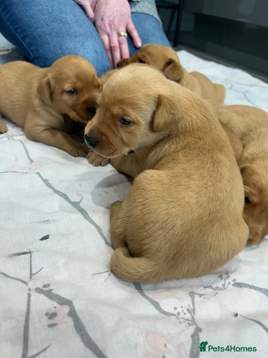 Labrador Retriever dogs for sale: Beautiful fox red Labrador puppies for sale in Gloucester - Advert 13