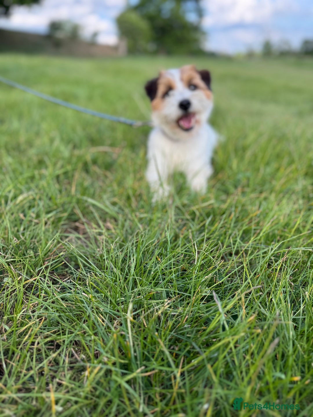 Jack Russell dogs for sale: Pedigree Jack Russell Puppies  - Image 34