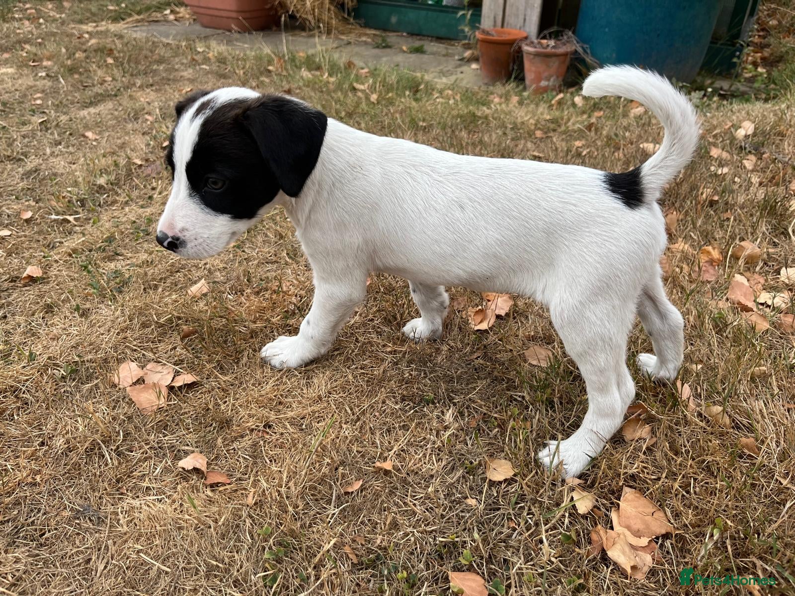 Mixed Breed dogs One boy left! - jack russell/spaniel/collie mix - Advert 1