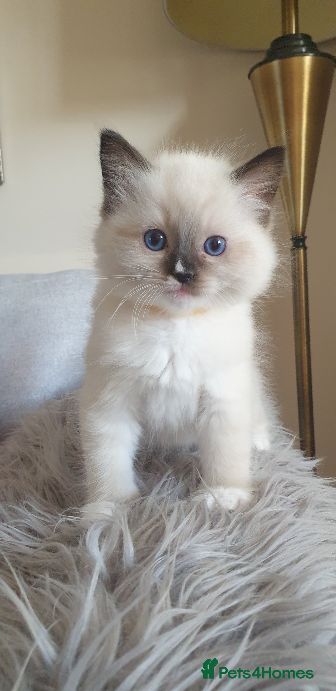 Ragdoll cats for sale: Gorgeous Ragdoll Kittens - Advert 10