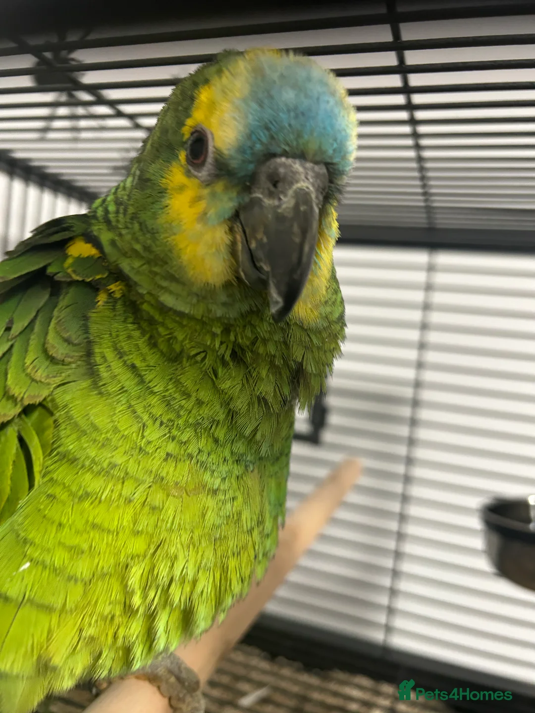 Parrots birds for sale: Hand Reared Baby Blue Fronted Amazons  - Advert 6