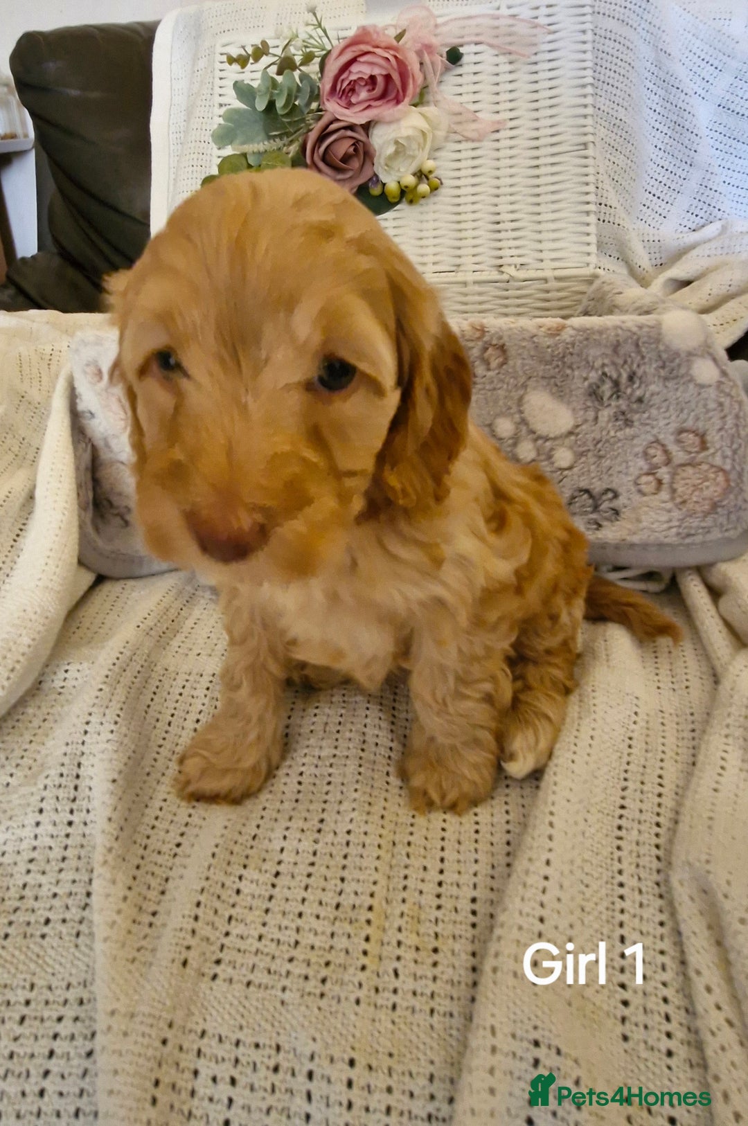 Mixed Breed dogs for sale: Adorable puppies ready from 22 12.25 - Advert 18