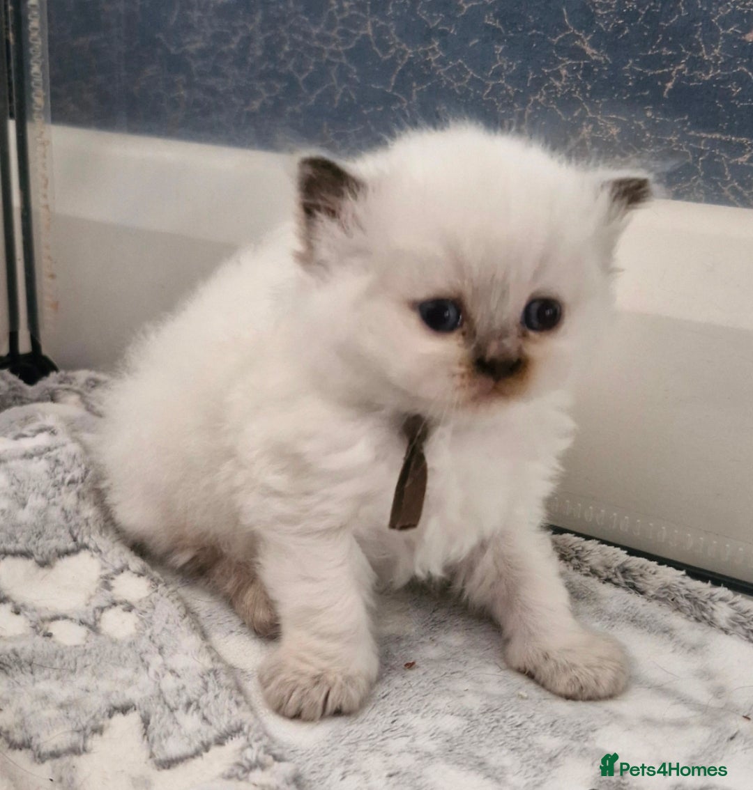 British Shorthair cats GCCF registered British shorthair and longhair - Advert 13