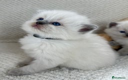 Ragdoll cats for sale: Stunning Bluepoint Ragdoll Kittens for sale - Image 21