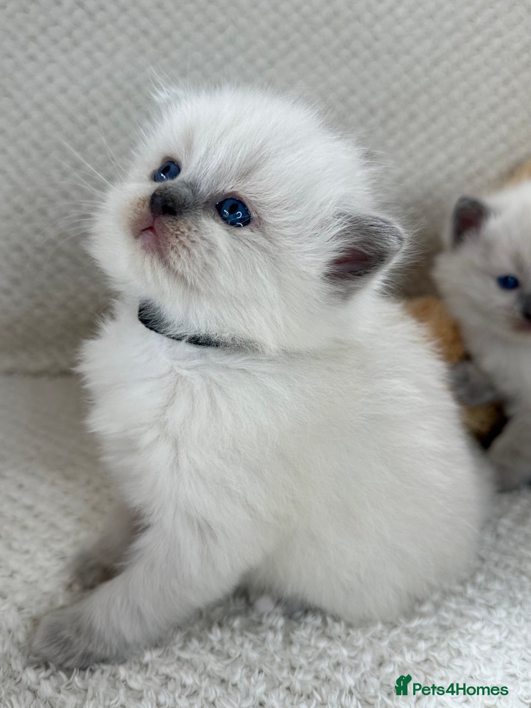 Ragdoll cats for sale: Stunning Bluepoint Ragdoll Kittens for sale - Image 21