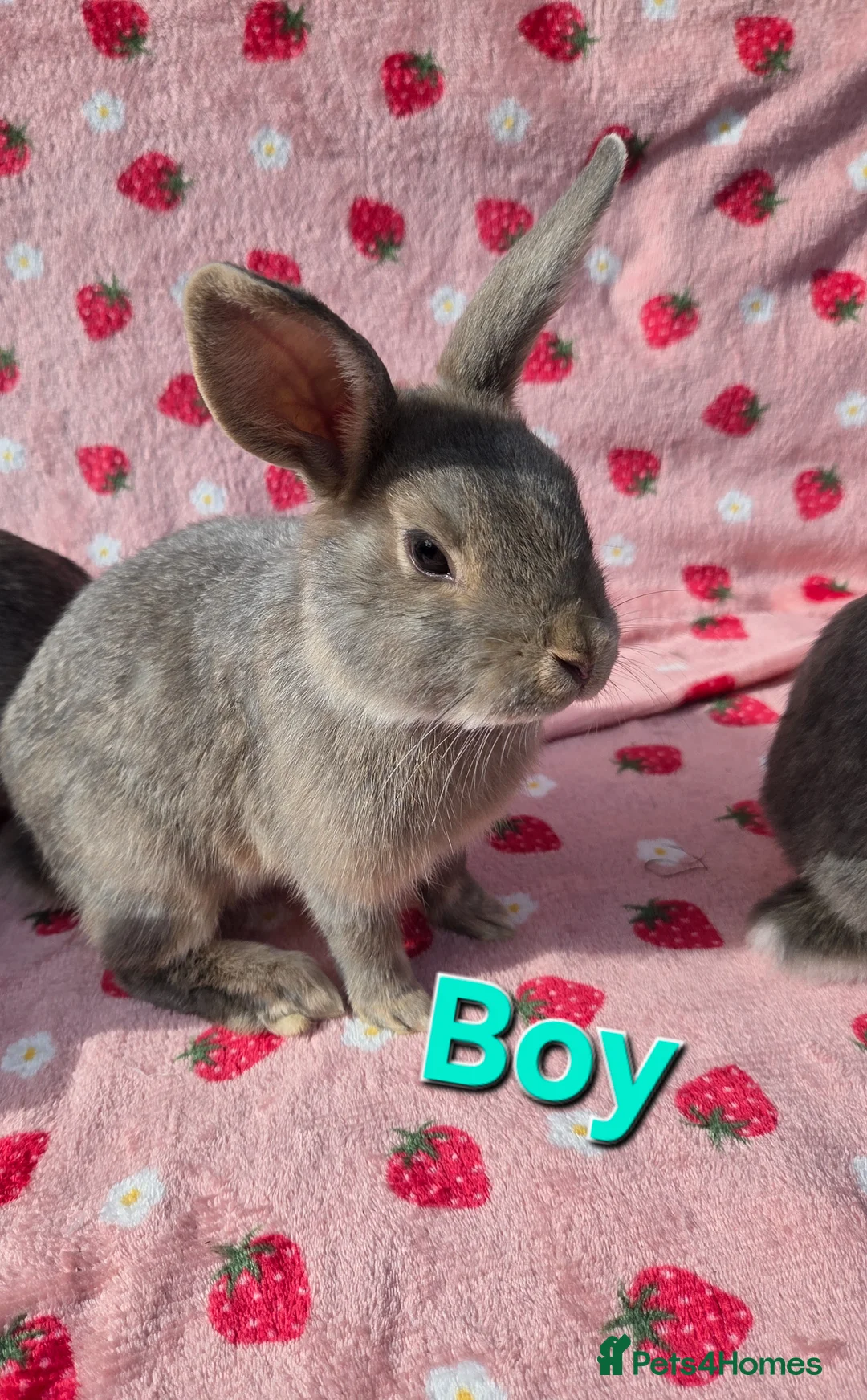 Mixed Breed rabbits for sale: 4 very tame Blue fawn plush mini lop rabbit - Advert 1