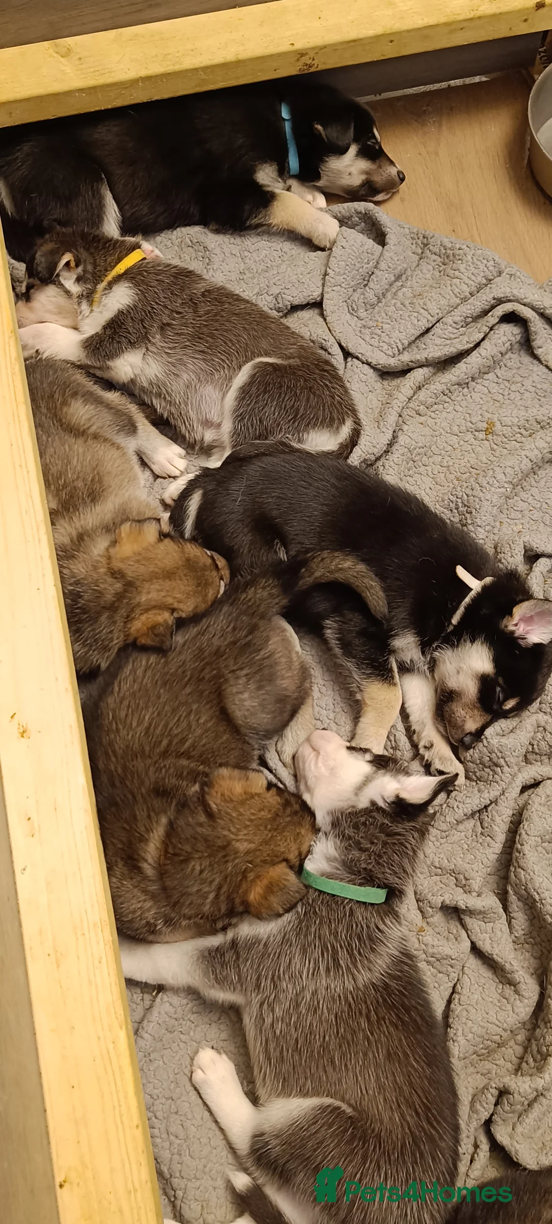 Shepsky dogs for sale: 9x Gorgeous Shepsky Puppies available 31/01 - Advert 25