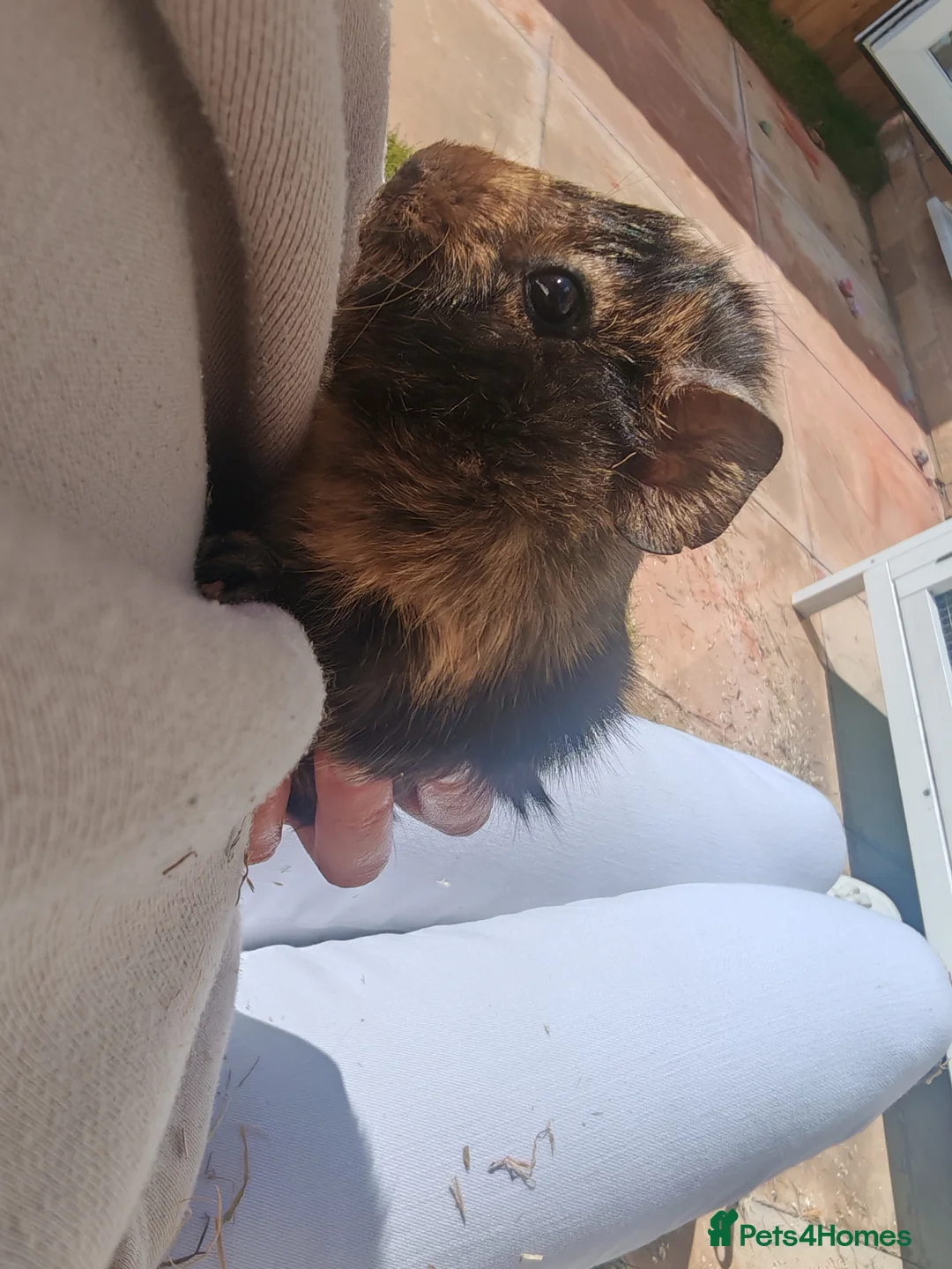 Guinea Pig rodents for sale: Two female guinea pigs and hutch  in Sleaford - Advert 2