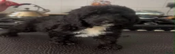 Cockapoo dogs for sale: Beautiful litter of cockapoos ready to leave now  - Advert 9