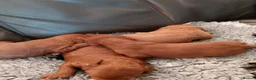 Cavapoo dogs for stud: F1 Toy cavapoo stud-extensively health tested - Advert 5