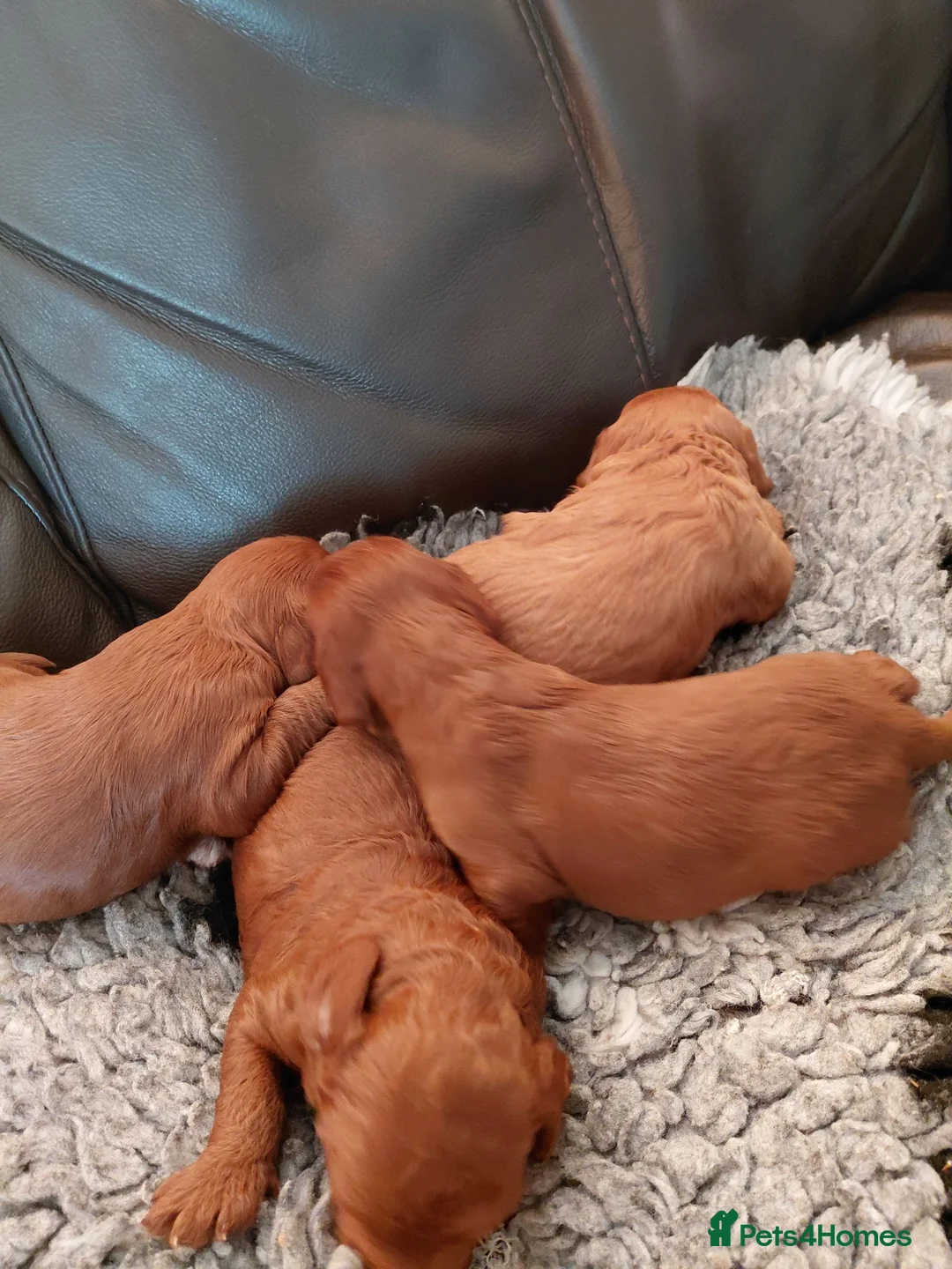 Cavapoo dogs for stud: F1 Toy cavapoo stud-extensively health tested - Advert 5