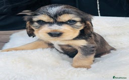 Cocker Spaniel dogs for sale: Gorgeous show type cocker spaniels - Image 11