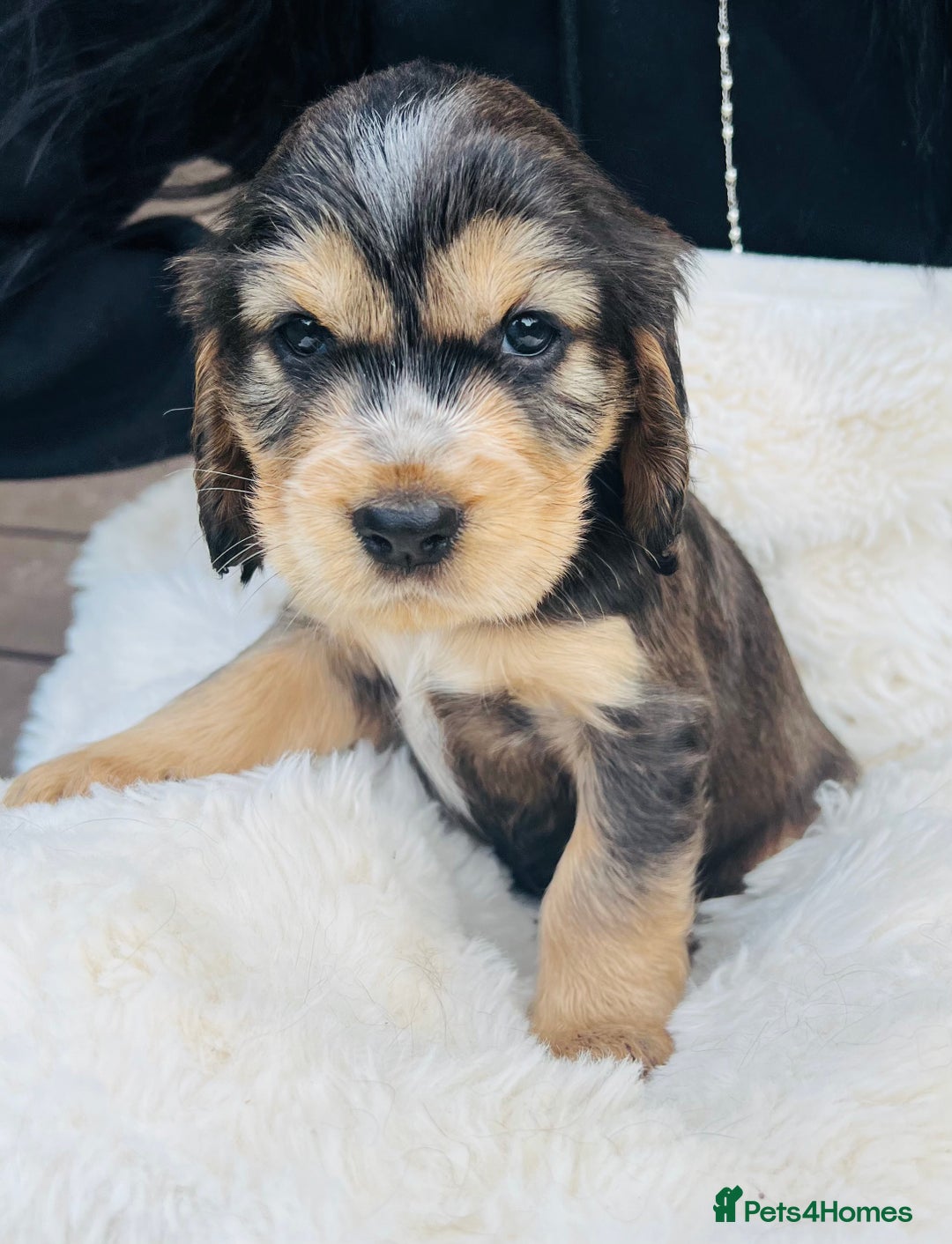 Cocker Spaniel dogs for sale: Gorgeous show type cocker spaniels - Image 11
