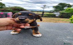 Jack Russell dogs for sale: miniature jack Russell puppies 1 girl left  - Image 3