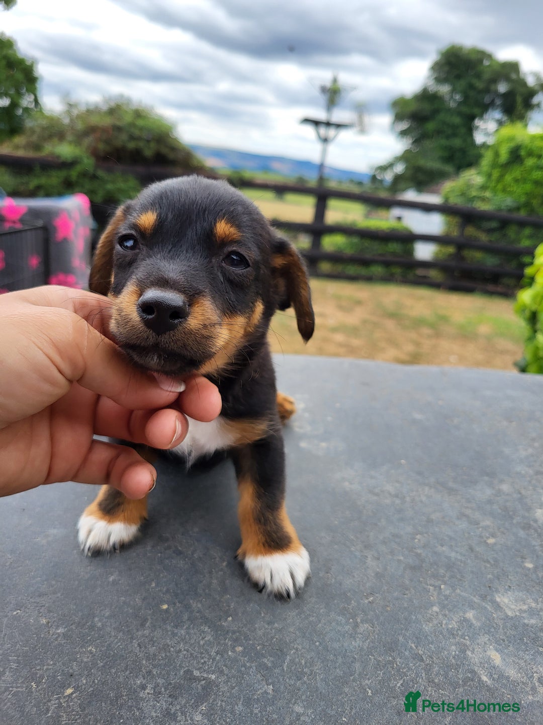 Jack Russell dogs for sale: miniature jack Russell puppies 1 girl left  - Image 3