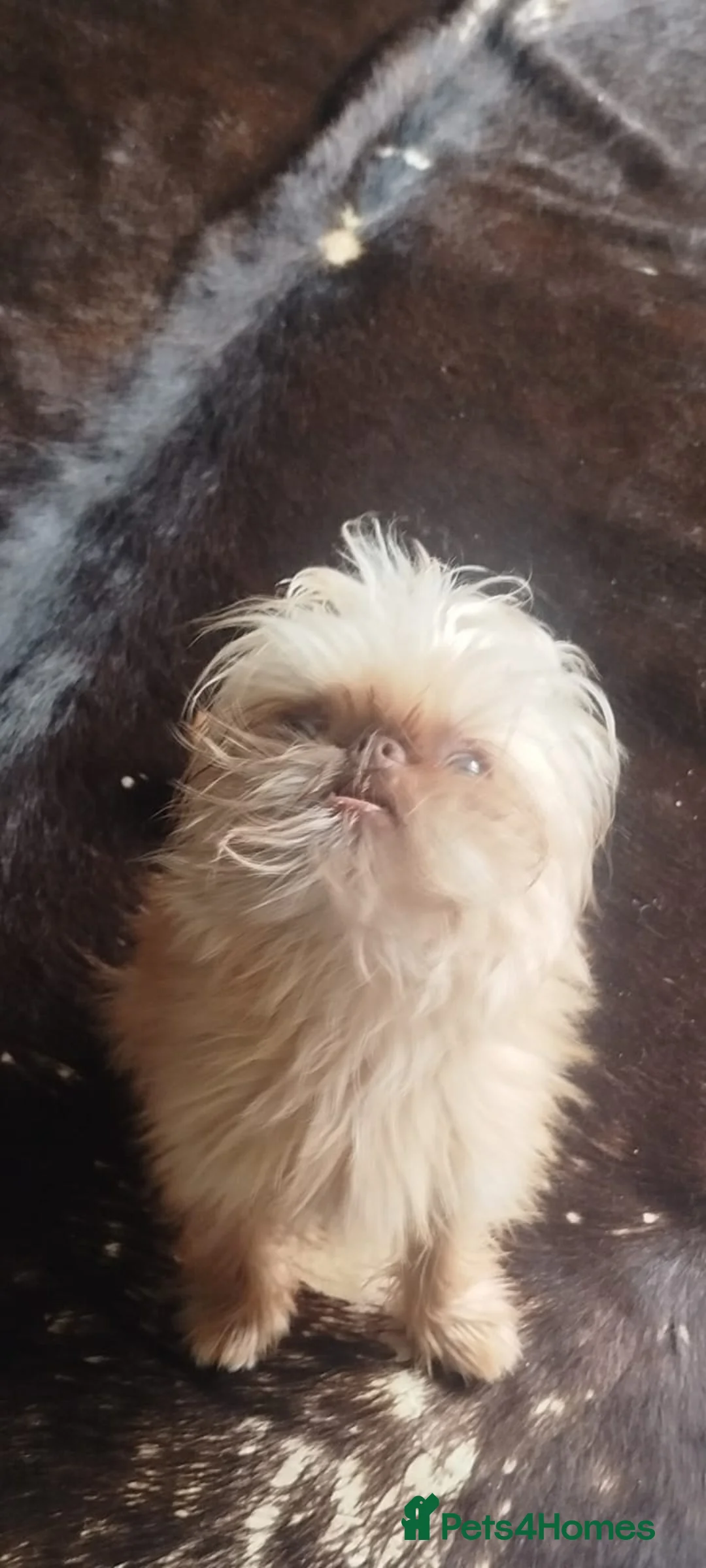 Griffon Bruxellois dogs for sale: Mini Chocolate Fawn Male - Advert 3