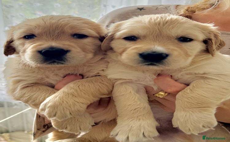 Golden Retriever dogs - Advert 3