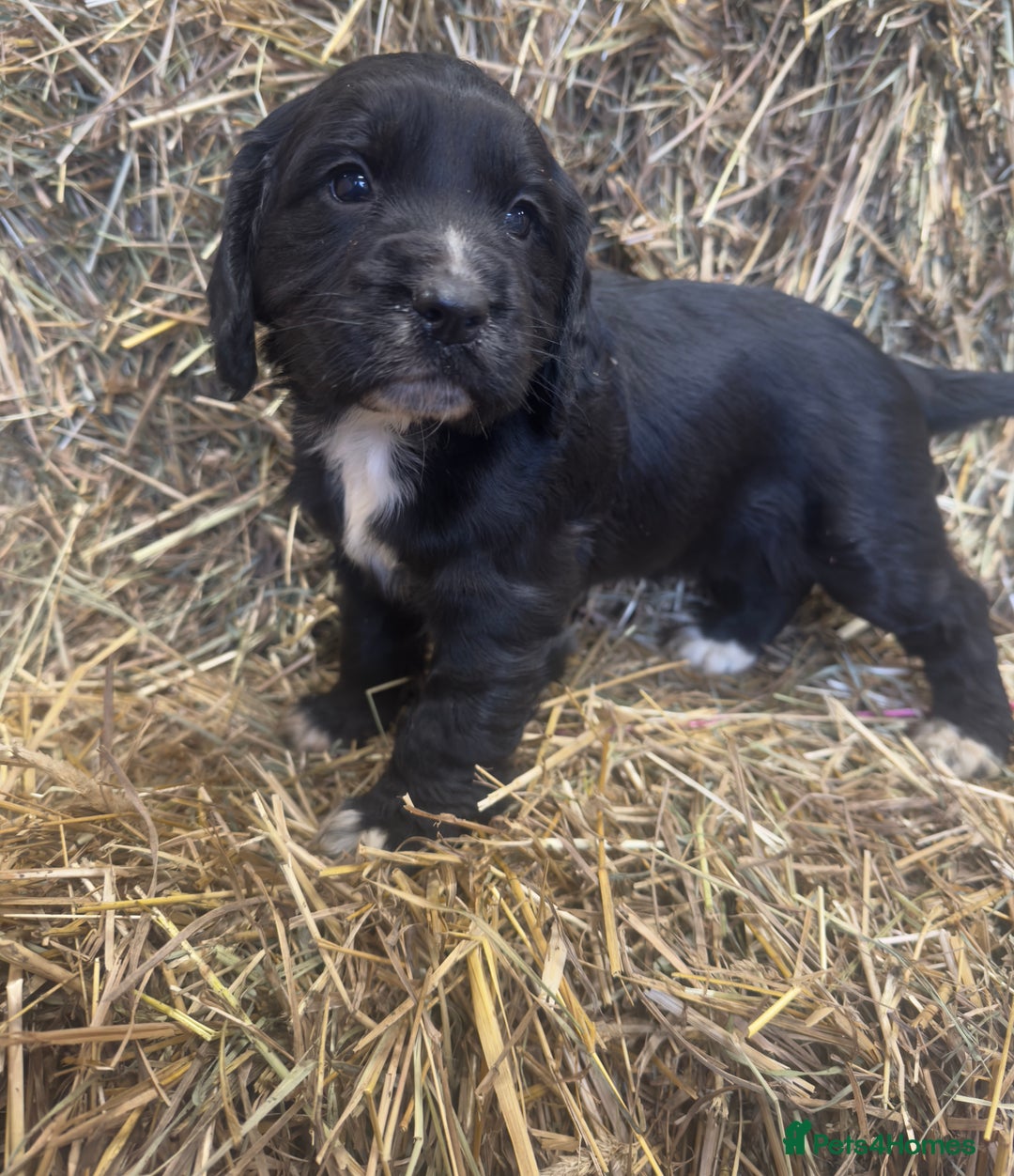 Cocker Spaniel dogs for sale: Health Tested Clear KC Registered Working Cockers - Advert 22