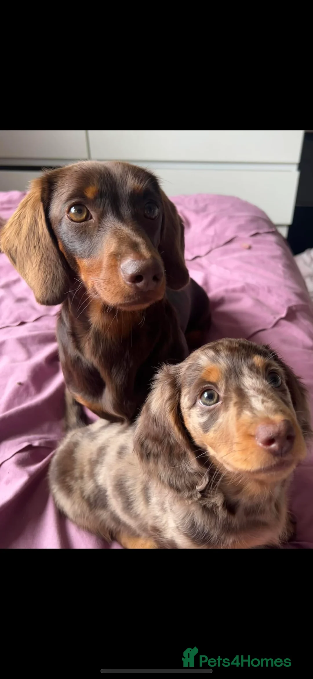 Dachshund dogs for sale: STUNNING Dachshund puppies - Advert 2